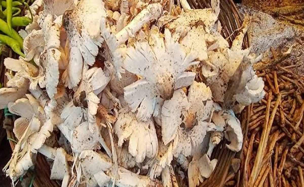 अनूपपुर: पिहरी खाने से एक ही परिवार के 5 लोग हुए बीमार, जिला अस्पताल में भर्ती