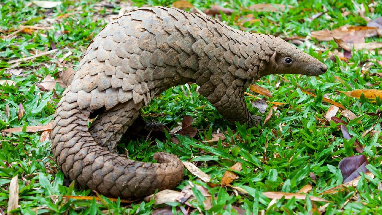 Seoni जिले में मिला दुर्लभ प्रजाति का Pangolin, वन विभाग ने Rescue किया