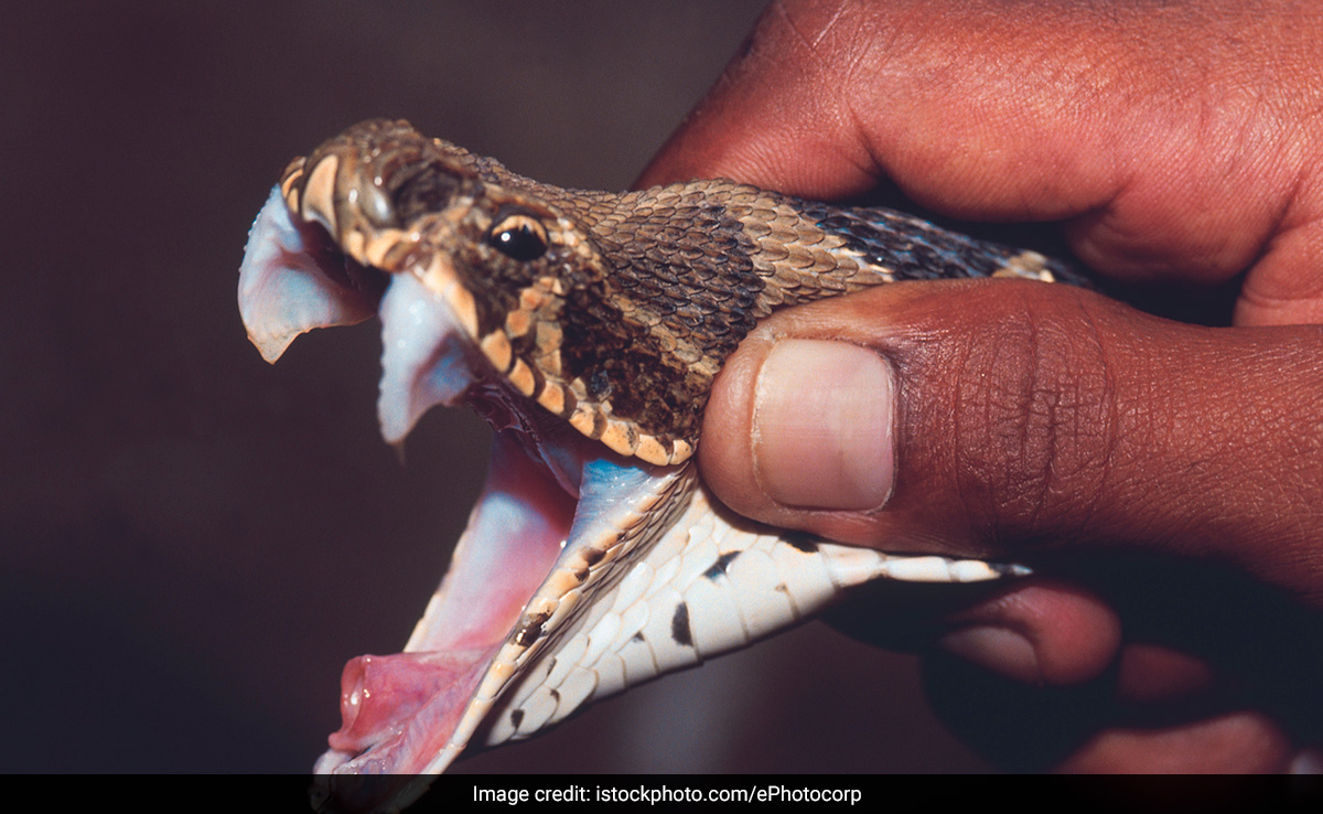 Haryana Man Rescues 5,600 Snakes In A Decade, Gets Bitten 10 Times