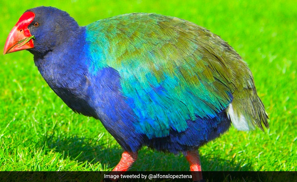 Flightless Bird Takahe, Declared Extinct In 1898, Returns To New Zealand Wild