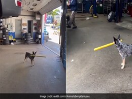 बल्ले को मुंह में दबाकर चौके, छक्के मार रहा था कुत्ता, क्रिकेट खेलते इस डॉगी को देख रह जाएंगे हैरान बल्ले को मुंह में दबाकर चौके, छक्के मार रहा था कुत्ता, क्रिकेट खेलते इस डॉगी को देख रह जाएंगे हैरान