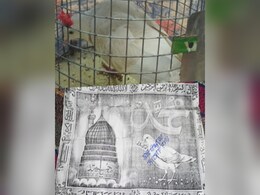 गले में चिट्ठी वाली ताबीज लिए अजमेर पहुंचे कबूतर ने बढ़ाया कौतूहल, पुलिस सुलझा रही पहेली गले में चिट्ठी वाली ताबीज लिए अजमेर पहुंचे कबूतर ने बढ़ाया कौतूहल, पुलिस सुलझा रही पहेली