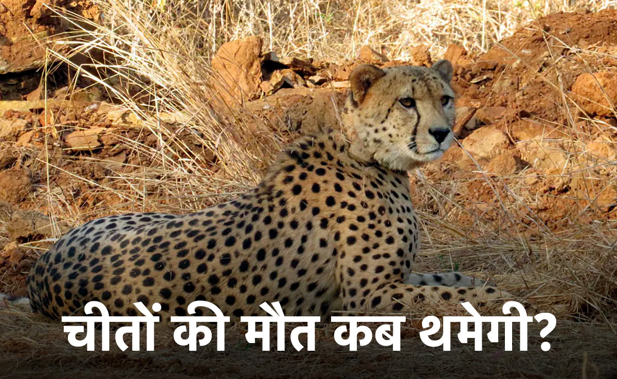 मध्यप्रदेश के कूनो में एक और चीते की मौत, अब तक 9 की गई जान
