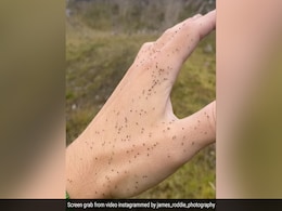 Repellent-Making Firm Seeks People Who Can Stand Volunteer For 8 Hours Of Insect Bites Repellent-Making Firm Seeks People Who Can Stand Volunteer For 8 Hours Of Insect Bites