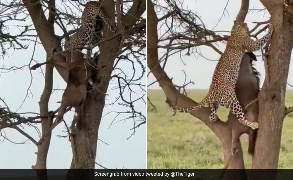 तेंदुए ने पहले किया शिकार, फिर भारी-भरकम जानवर को जबड़े से उठाकर पेड़ पर चढ़ गया, ताकत देख हैरान हो रहे लोग