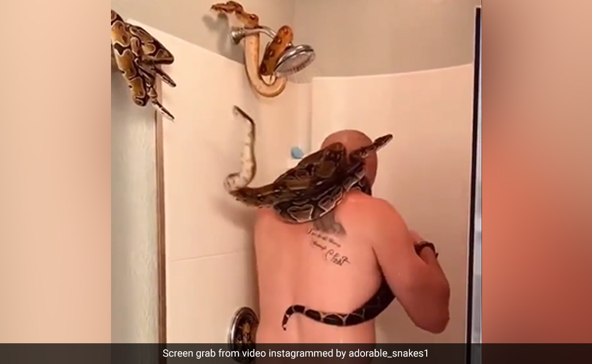 बाथरूम में खतरनाक सांपों के साथ नहाता दिखा शख्स, गले में लिपटाकर शॉवर के नीचे खड़ा हुआ और फिर...