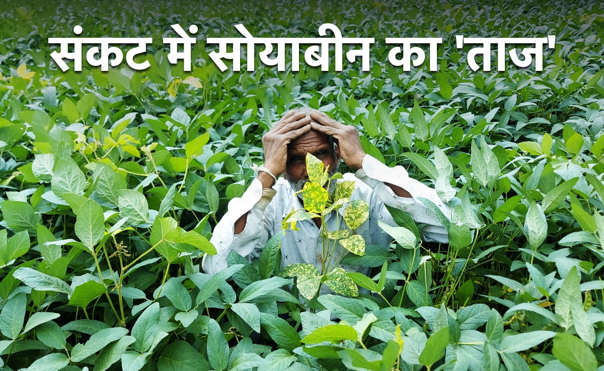 मध्यप्रदेश में सोयाबीन के फसल पर पड़ी मौसम की मार, 15% तक गिरेगा उत्पादन