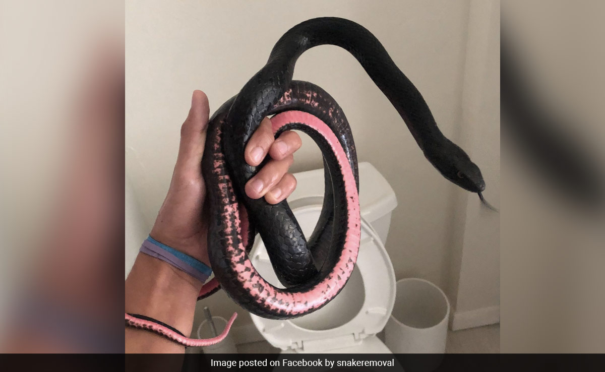 "Nightmare": US Woman Returns From Vacation, Finds Snake In Her Toilet