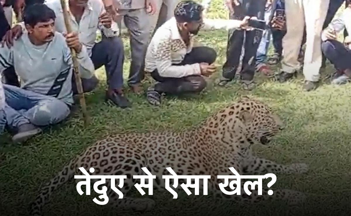 देवास में गांव के नजदीक आया बीमार तेंदुआ...बेखौफ ग्रामीण लगे खेलने !