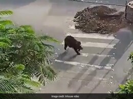 Video: Bear Roams Around In Residential Area In Telangana Video: Bear Roams Around In Residential Area In Telangana