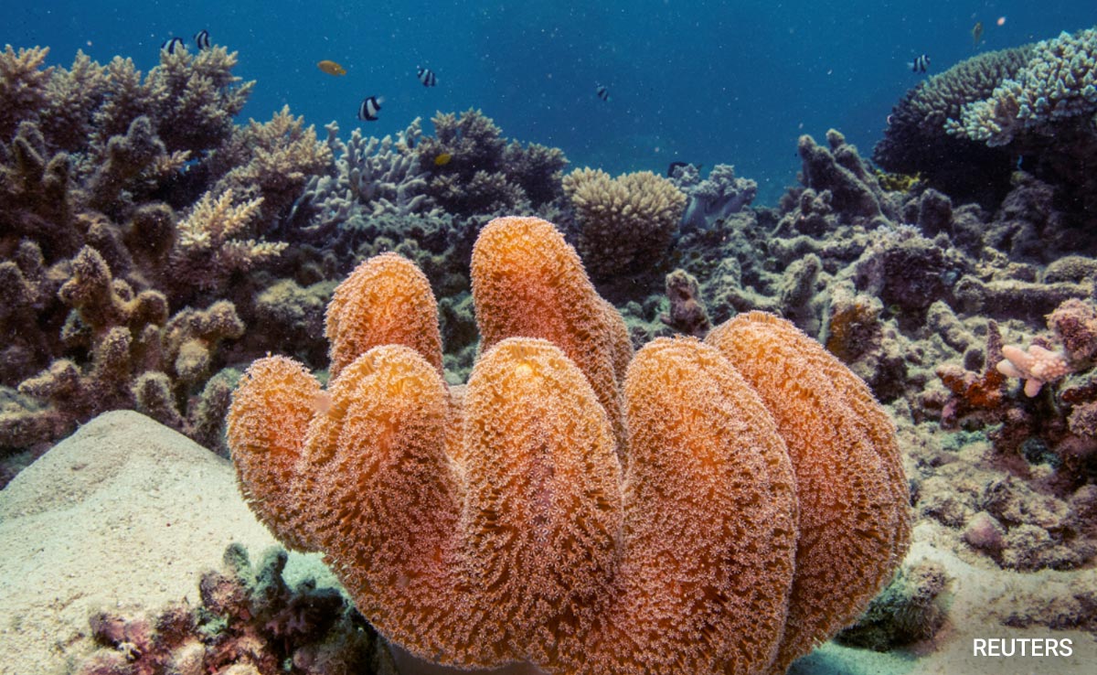 El Nino Could Imperil Australia's Great Barrier Reef
