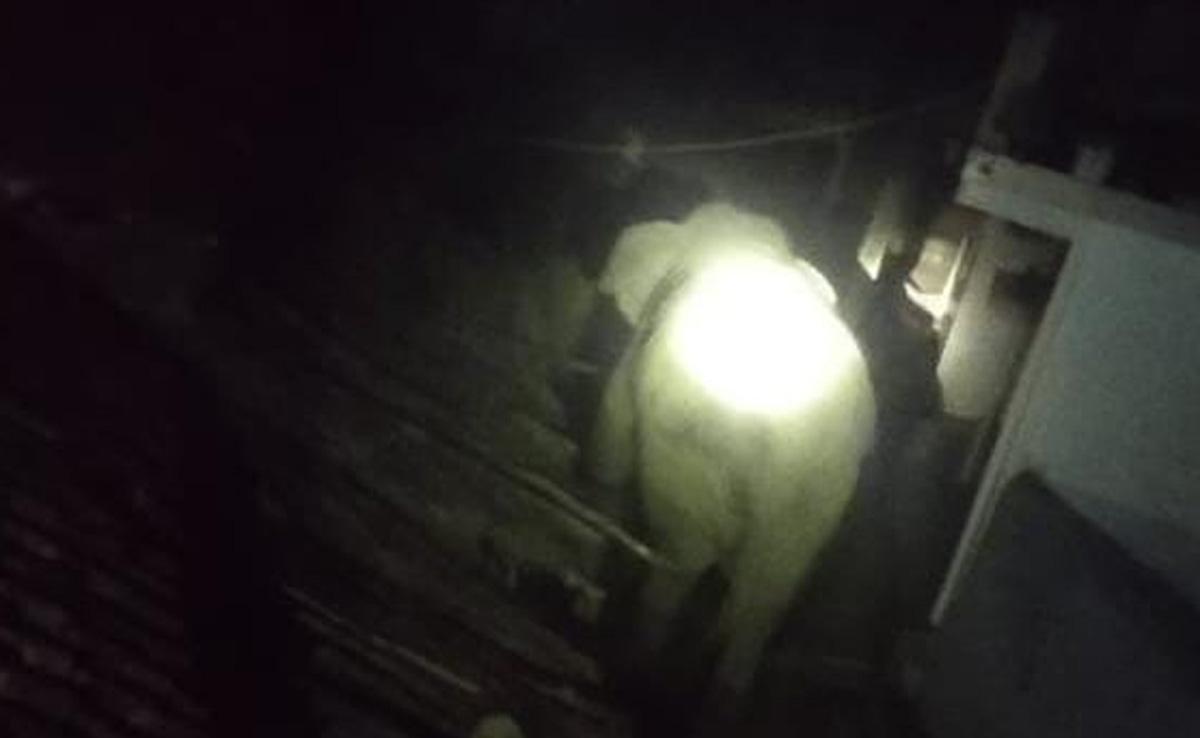 गरियाबंद में हाथियों का उत्पात, कई मकान तोड़े, दहशत में रात गुजार रहे ग्रामीण