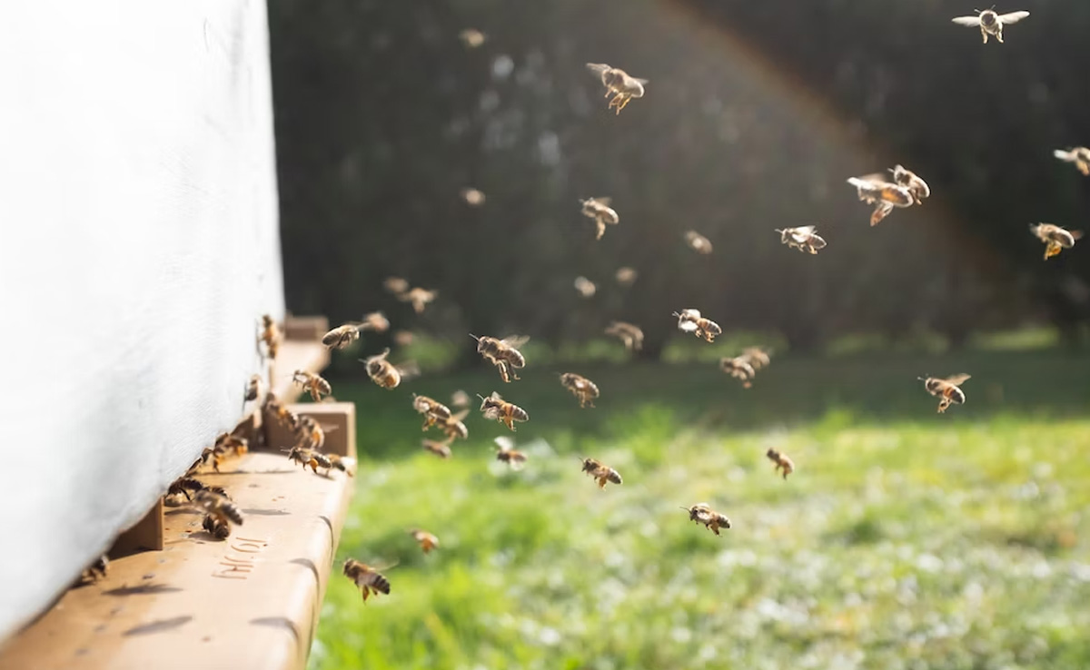 5 Million Bees Fall Off A Truck On Canadian Highway: "Unleashed Havoc"