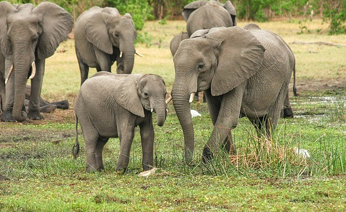 Karnataka Woman Trampled To Death By Elephant, Rs 15 Lakh Aid Announced