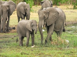 Karnataka Woman Trampled To Death By Elephant, Rs 15 Lakh Aid Announced Karnataka Woman Trampled To Death By Elephant, Rs 15 Lakh Aid Announced