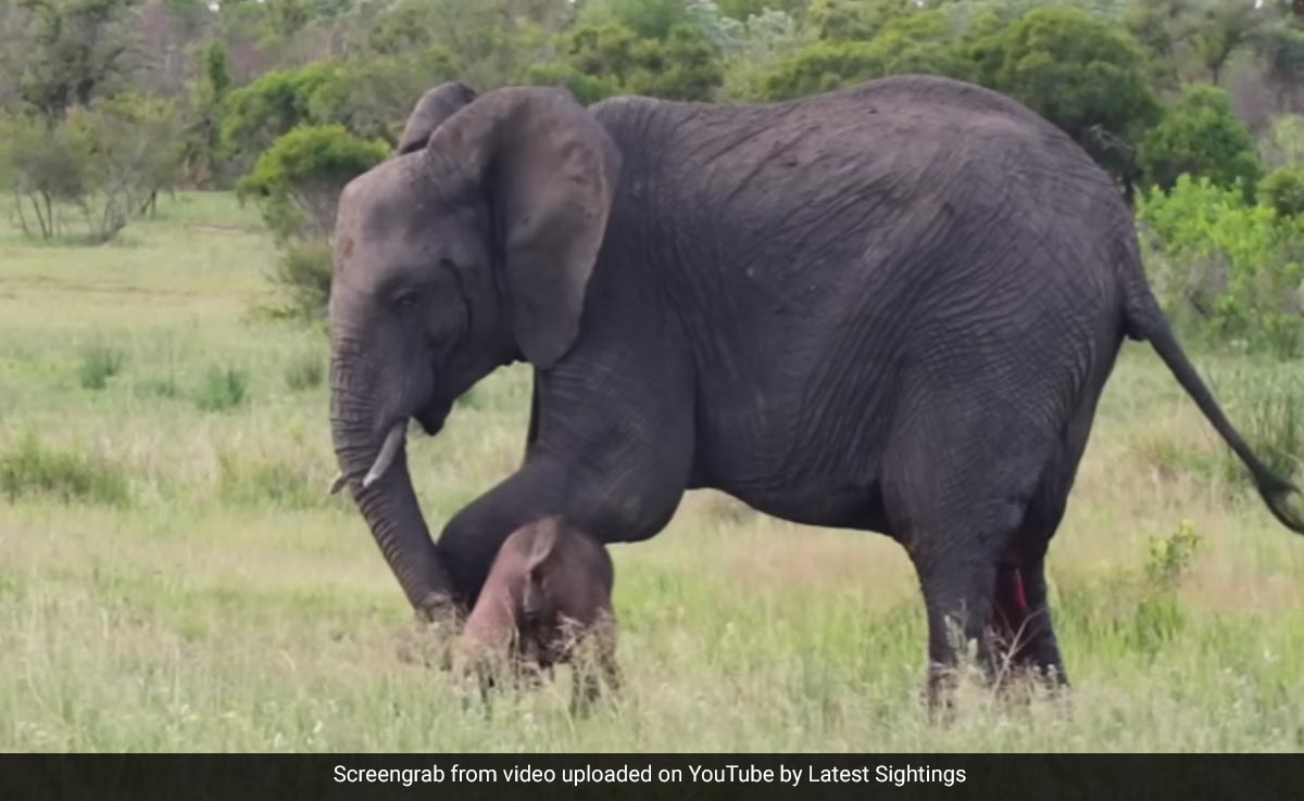 हथिनी ने अपने बच्चे को चलना सिखाने के लिए की कड़ी मेहनत, Video आपको हैरान कर देगा
