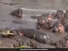 अकेले मगरमच्छ पर 30 दरियाई घोड़ों ने एकसाथ किया हमला, खूब उठाकर फेंका और नोंचा, फिर जो हुआ... अकेले मगरमच्छ पर 30 दरियाई घोड़ों ने एकसाथ किया हमला, खूब उठाकर फेंका और नोंचा, फिर जो हुआ...