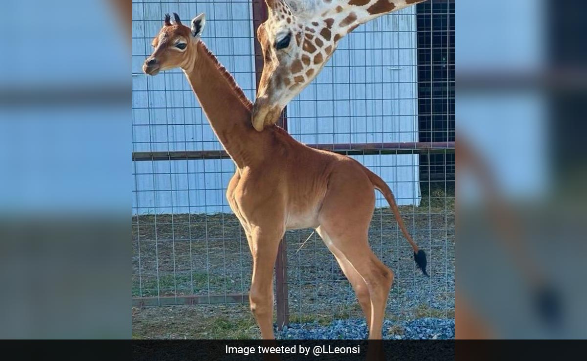 Giraffe Calf Without Spots Born In US Zoo, Believed To Be The Only One In World