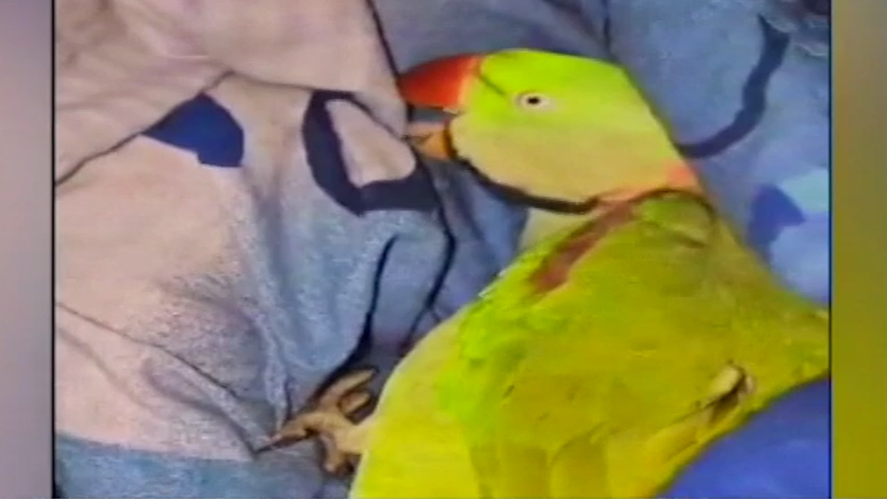 लापता पालतू मिट्ठू को ढूंढने के लिए दामोह में इस परिवार ने चलाया अनोखा अभियान