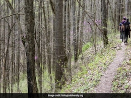 US Forests Could Become Carbon Emitters by 2070, Scientists Warn US Forests Could Become Carbon Emitters by 2070, Scientists Warn
