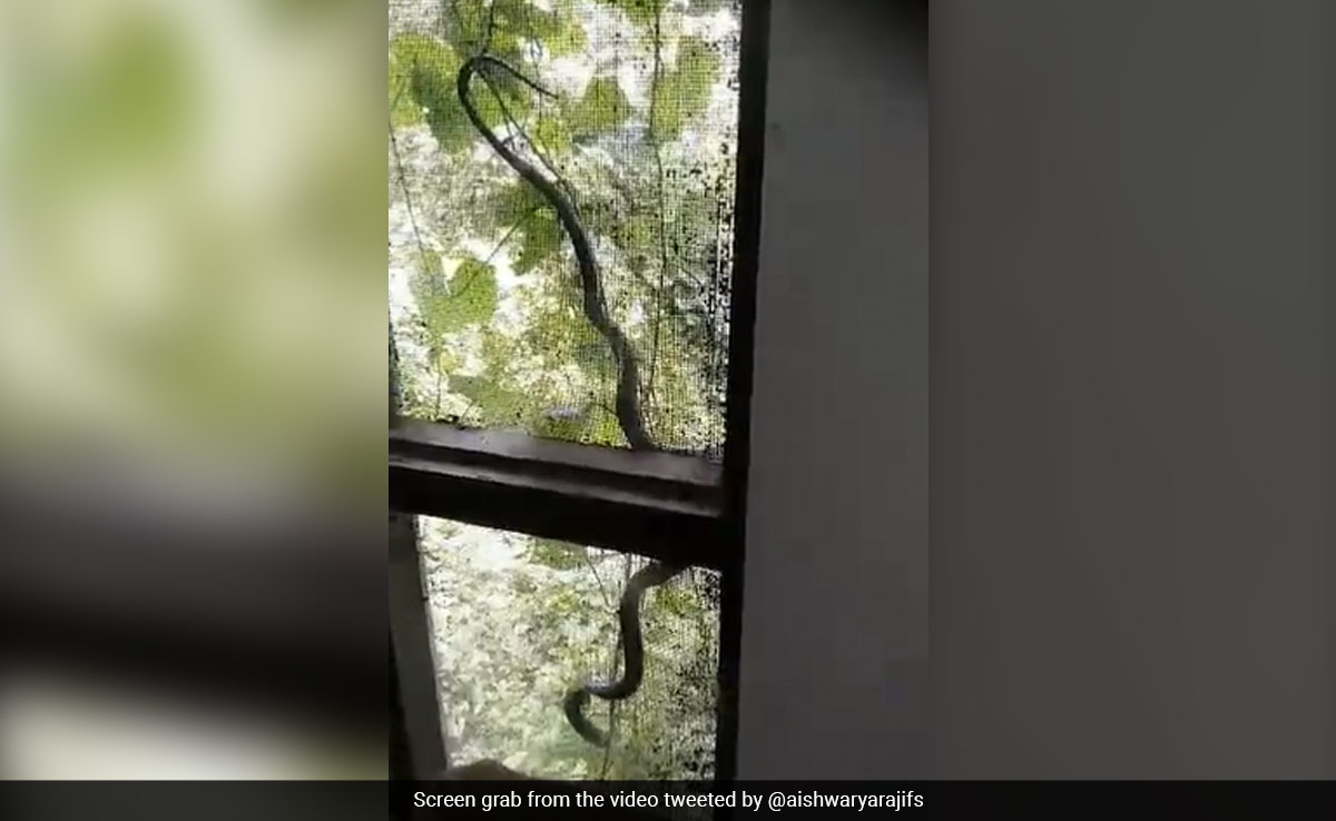 ''Unexpected Visitor'': Spectacled Cobra Spotted Slithering In Forest Office In Himachal
