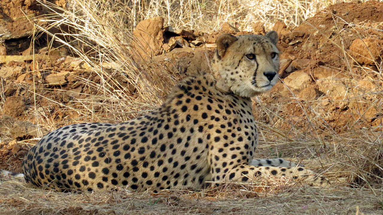 कूनो में  9 चीतों की अब तक गई जान, कौन जिम्मेदार?