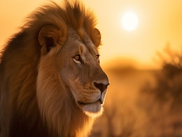 World Lion Day 2023 के मौके पर सोशल मीडिया पर छाए जंगल के राजा शेर के वीडियो World Lion Day 2023 के मौके पर सोशल मीडिया पर छाए जंगल के राजा शेर के वीडियो