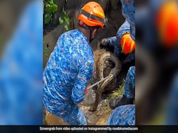 नाले में छिपा बैठा था 10 फीट लंबा अजगर, जैसे ही रेस्क्यू टीम अंदर घुसी, वैसे ही.. नाले में छिपा बैठा था 10 फीट लंबा अजगर, जैसे ही रेस्क्यू टीम अंदर घुसी, वैसे ही..