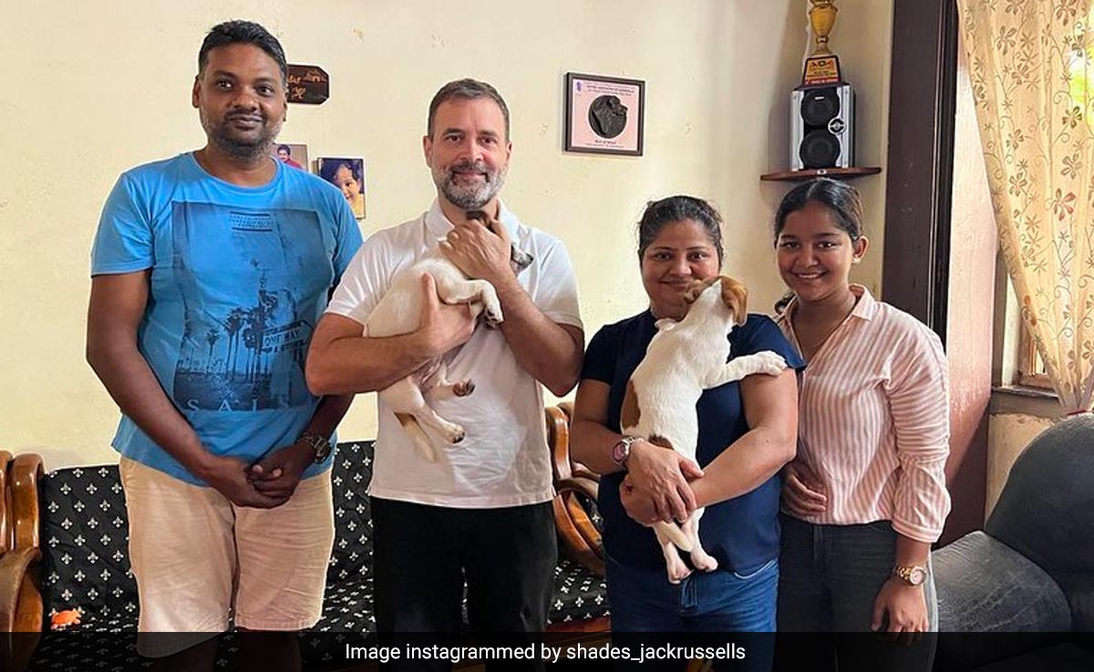 Rahul Gandhi Returns To Delhi With Jack Russell Terrier Puppy From Goa