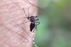Sudden Spike In Dengue Cases In Karnataka Sudden Spike In Dengue Cases In Karnataka