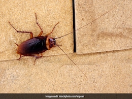 घर के कोने-कोने से निकलने लगे हैं कॉकरोच, तो इन 5 तरीकों से इन Cockroaches से पा सकते हैं छुटकारा घर के कोने-कोने से निकलने लगे हैं कॉकरोच, तो इन 5 तरीकों से इन Cockroaches से पा सकते हैं छुटकारा