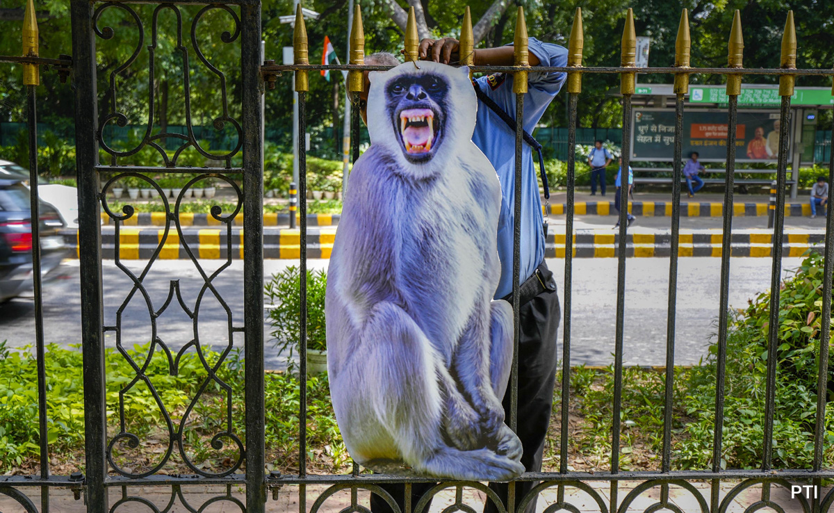 7 Lakh Plants To Langur Cutouts: How Delhi Is Prepping For G20 Summit