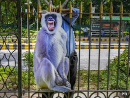 लंगूर के कटआउट से लेकर सात लाख पौधों तक : G20 शिखर सम्मेलन के लिए यह है दिल्ली की तैयारी लंगूर के कटआउट से लेकर सात लाख पौधों तक : G20 शिखर सम्मेलन के लिए यह है दिल्ली की तैयारी
