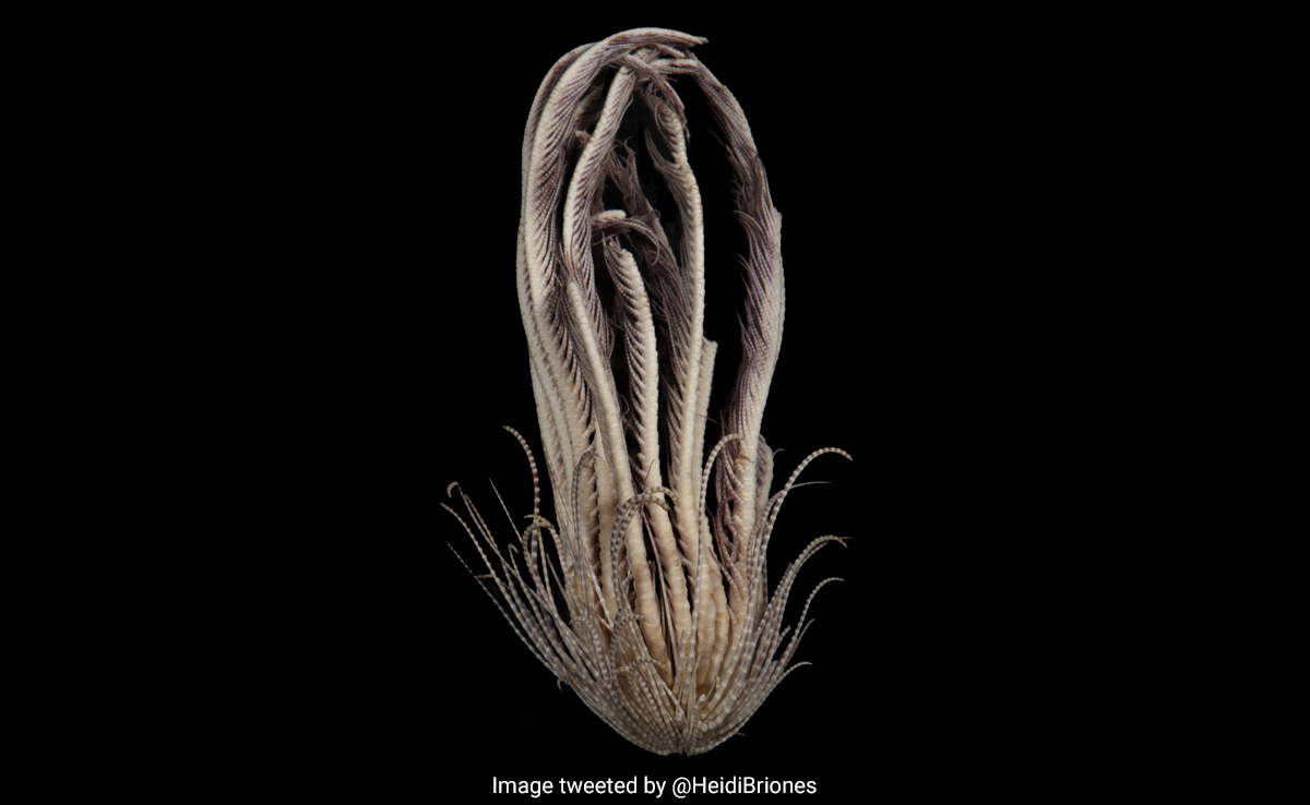 Sea Creature With 20 Arms, Strawberry-Like Body Discovered In Antarctic Ocean