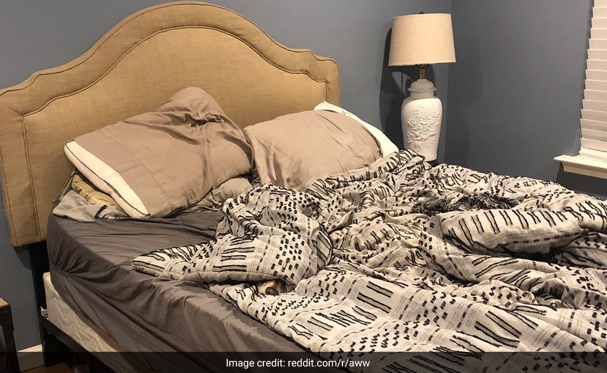 तस्वीर में कहीं छिपा बैठा है एक कुत्ता, उस्ताद हैं तो 10 सेकंड में ढूंढ निकालें