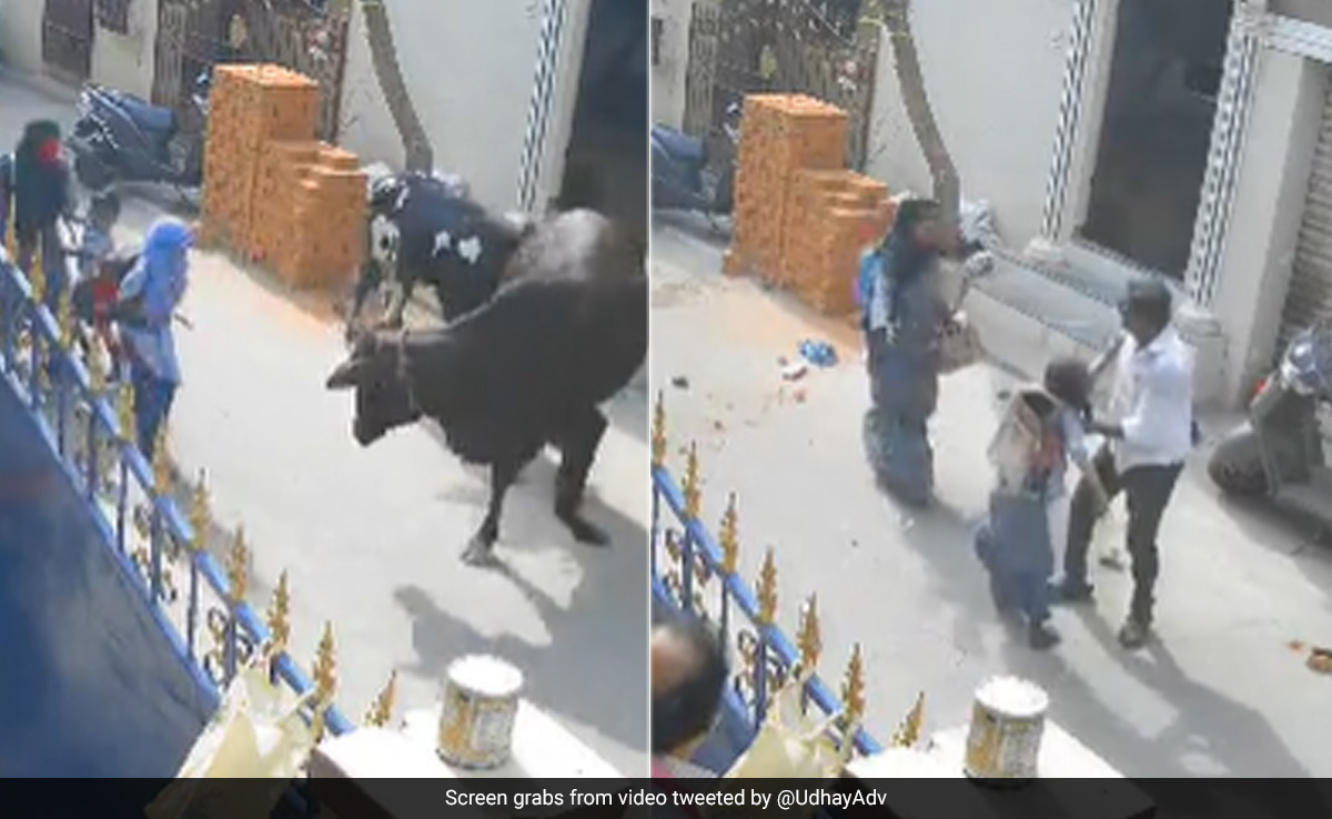 In Terrifying Video, Chennai Schoolgirl Returning Home Brutally Attacked By Cow