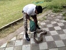 कोटा : पार्क में 10 फीट का अजगर देख हैरान हुए लोग, सांप ने महिला पर किया हमला का प्रयास कोटा : पार्क में 10 फीट का अजगर देख हैरान हुए लोग, सांप ने महिला पर किया हमला का प्रयास