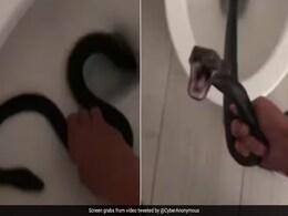 टॉयलेट में जैसी ही घुसी महिला कमोड से फन फैलाकर निकल आया 'काला नाग', देखें Video टॉयलेट में जैसी ही घुसी महिला कमोड से फन फैलाकर निकल आया 'काला नाग', देखें Video