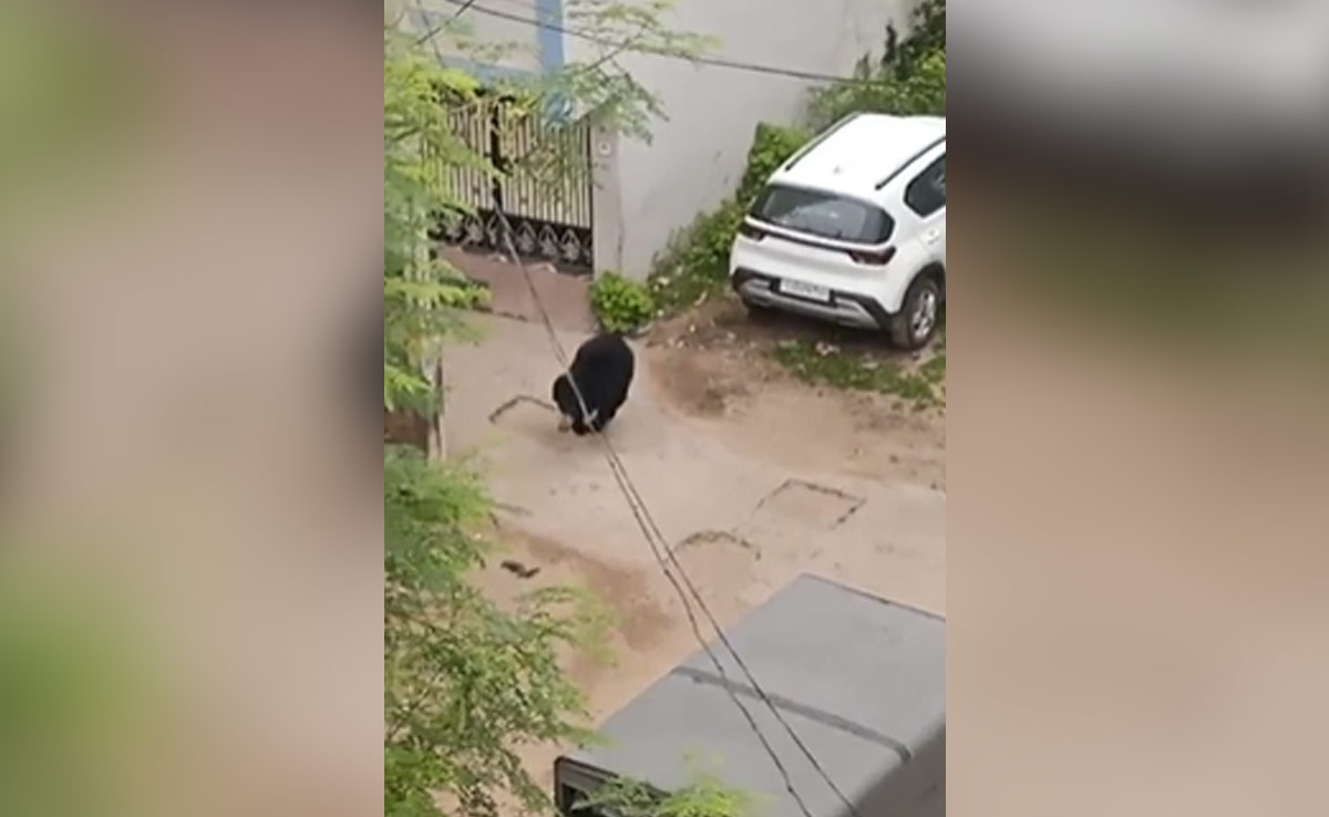 धमतरी : रिहायशी इलाके में भालू के आने से मची दहशत, कड़ी मशक्कत के बाद पकड़ा गया