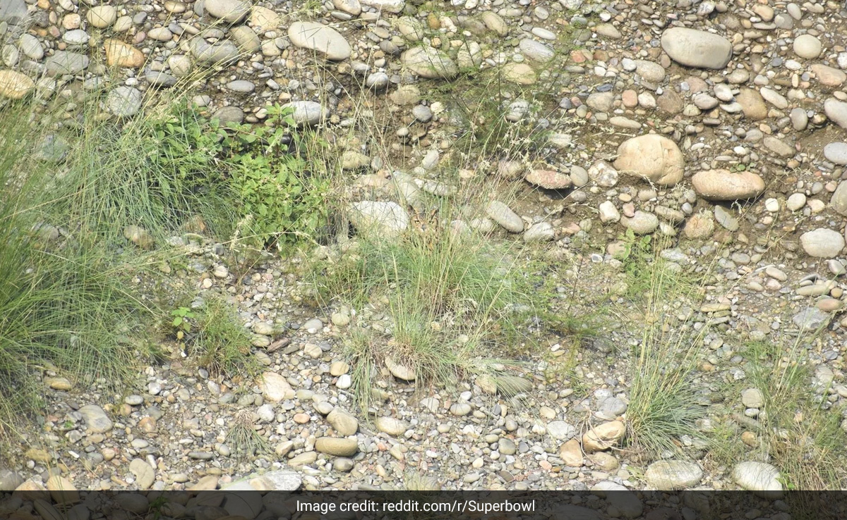 इस तस्वीर में छिपा है एक उल्लू, 5 सेकंड में ढूंढ लिया तो कहलाएंगे स्मार्ट