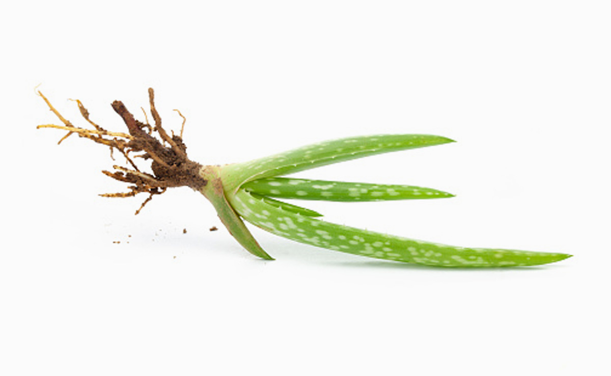 इन गार्डेनिंग टिप्स को करेंगी फॉलो तो एलोवेरा का पौधा हमेशा रहेगा हरा भरा