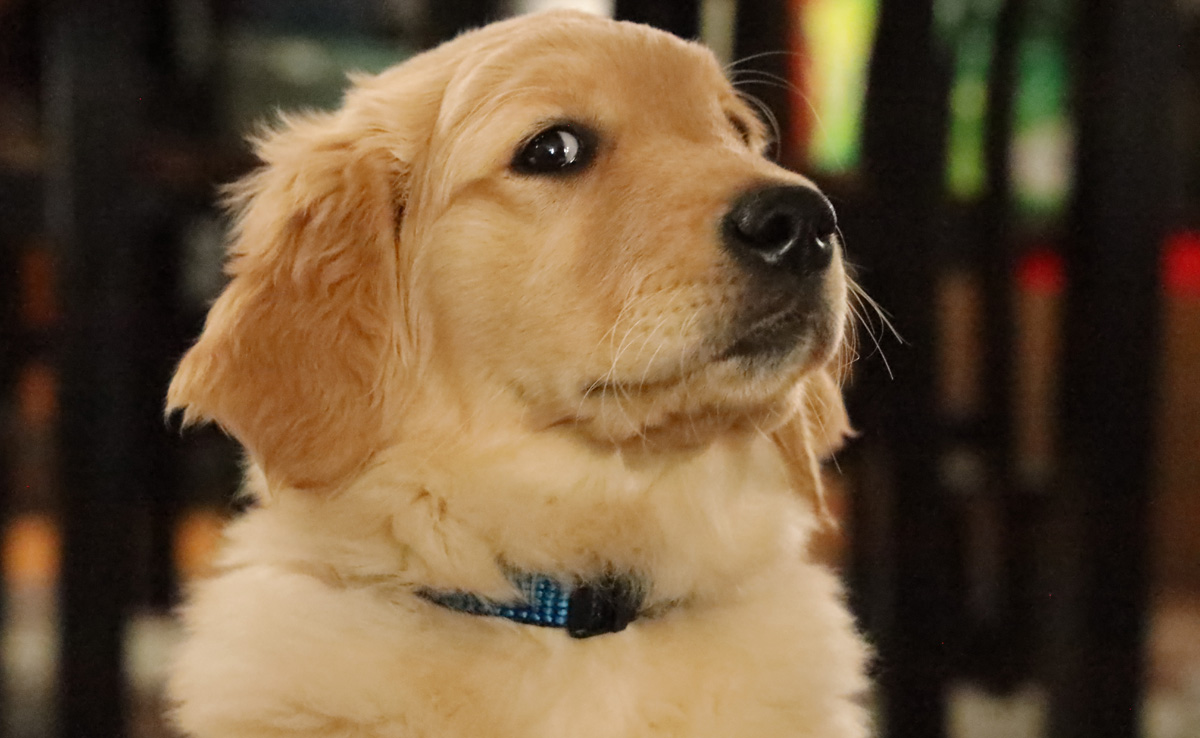 Dog Chews Up Groom's Passport Days Before Wedding In Italy