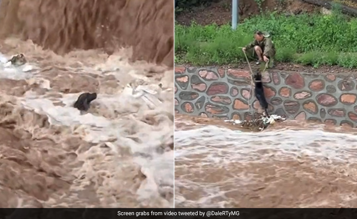 तेज़ पानी के बहाव में फंस गया कुत्ता, जान बचाने के लिए की बहुत कोशिश, फिर जो हुआ, वो जरूर देखना चाहिए