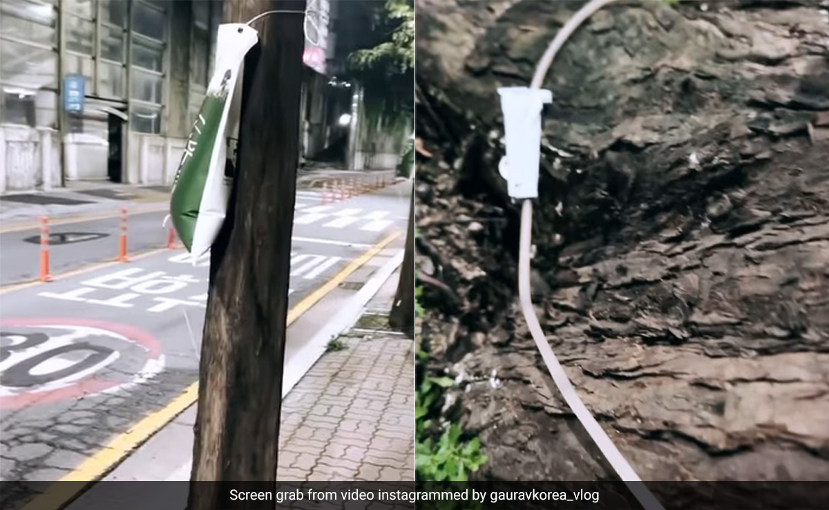 इंसानों से कम कीमती नहीं है पेड़, सूखते पेड़ों को बचाने के लिए लगा दी गई ड्रिप