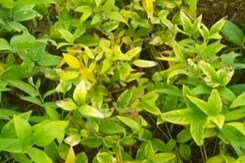 सोयाबीन की जगह गेहूं, धान की खेती क्यों कर रहे हैं किसान? सोयाबीन की जगह गेहूं, धान की खेती क्यों कर रहे हैं किसान?