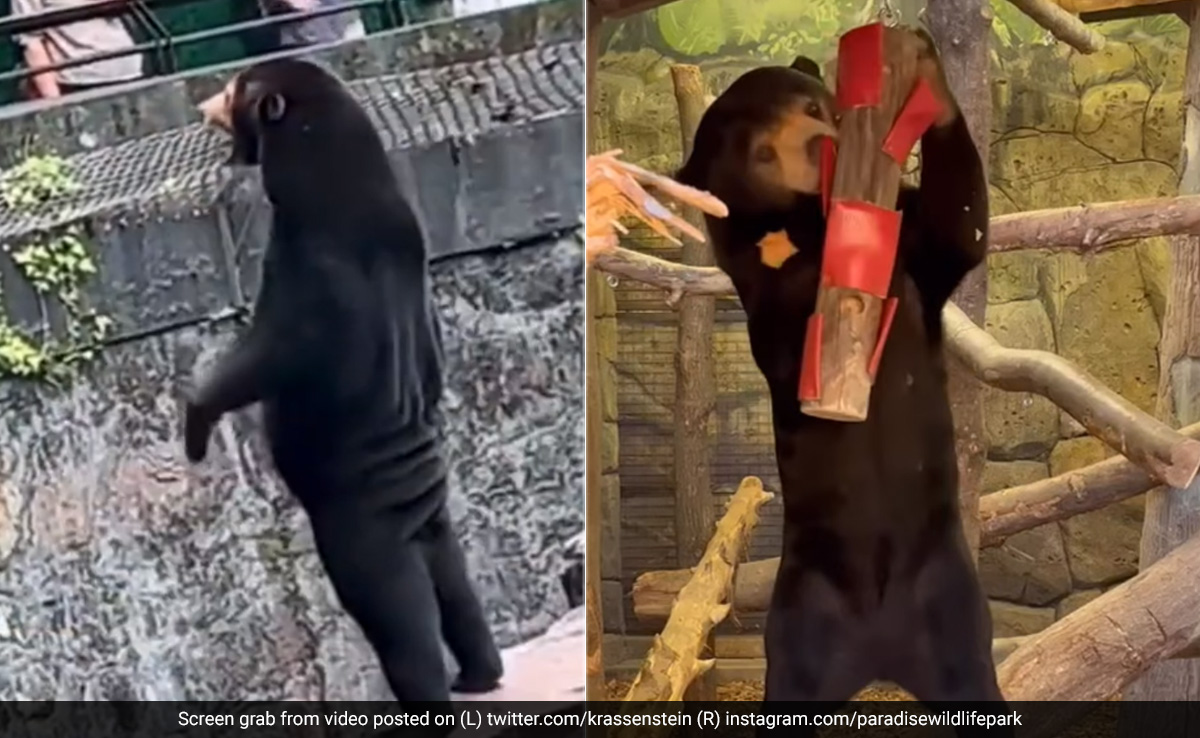 To Settle "Waving Bear" Debate, UK Zoo Films Its Own "Standing Bear"