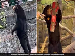 To Settle "Waving Bear" Debate, UK Zoo Films Its Own "Standing Bear" To Settle "Waving Bear" Debate, UK Zoo Films Its Own "Standing Bear"