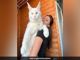Russian Cat As Tall As 4-Year-Old Child Stuns Internet Russian Cat As Tall As 4-Year-Old Child Stuns Internet