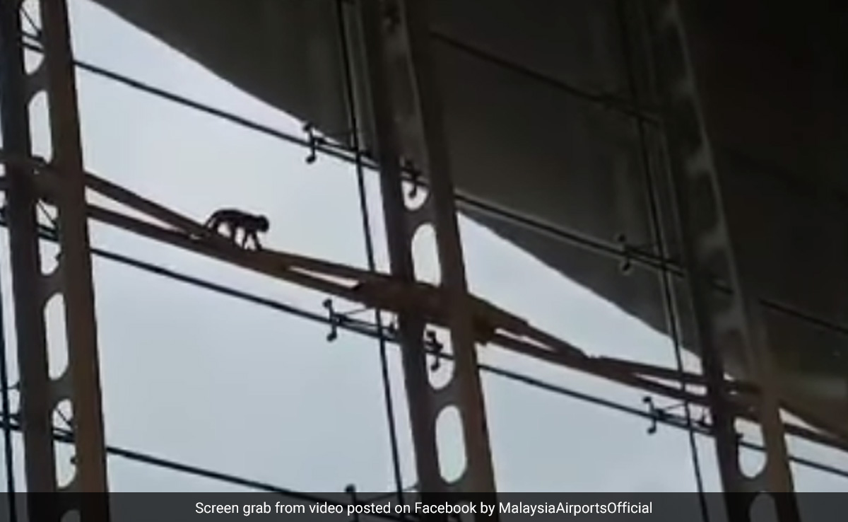 Watch: Chaos At Kuala Lumpur Airport As Lost Monkey Starts Scaling The Walls