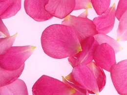 Flower DIY : गुलाब के सूखे फूल को फेंकने की बजाए ऐसे करें इस्तेमाल Flower DIY : गुलाब के सूखे फूल को फेंकने की बजाए ऐसे करें इस्तेमाल